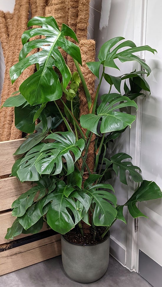 Monstera plant in grey pot