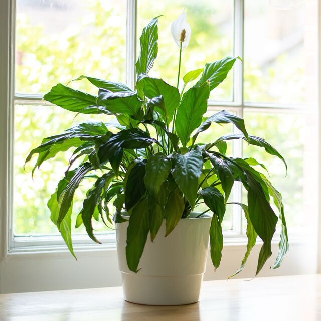 peace lily